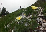 31 Pulsatilla alpina sulfurea